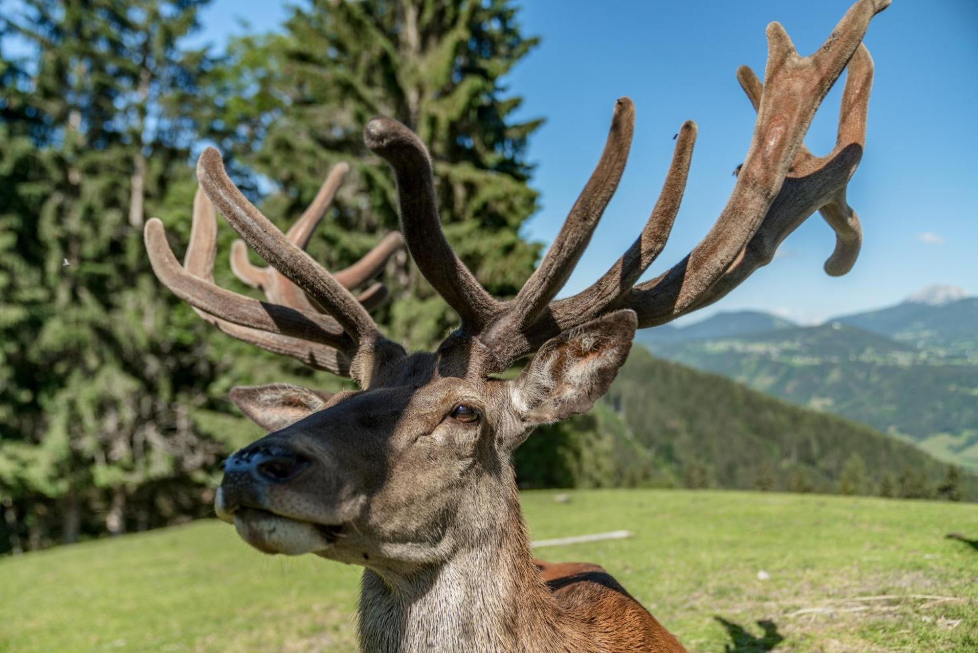 Apparthaus Taxegger Bagian luar foto